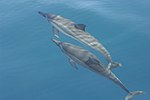 Spinner dolphin