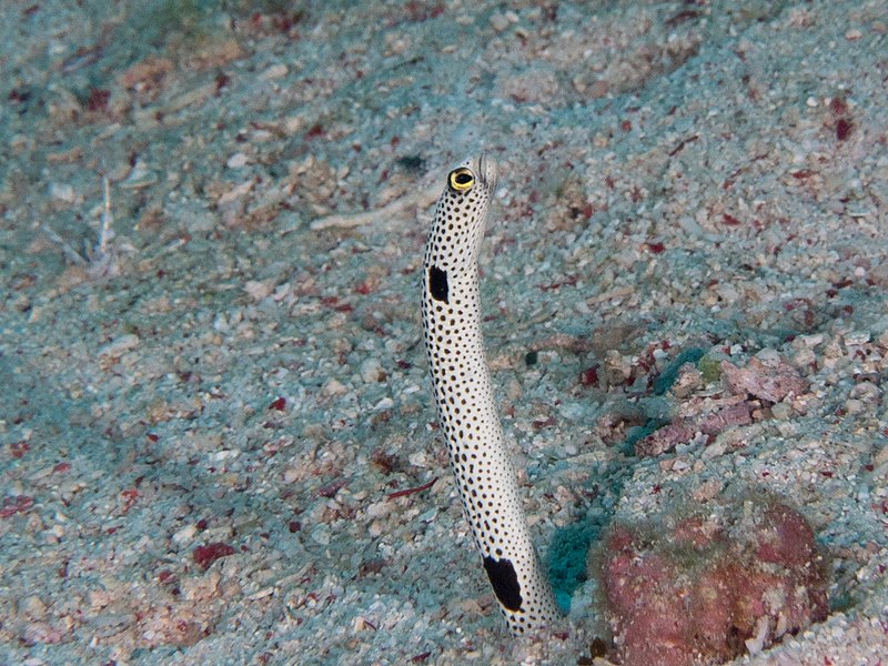 File:Spotted garden eel (Heteroconger hassi) - 50006343066.jpg