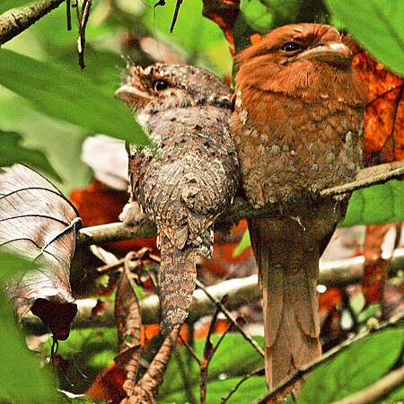 Segan_Sri_Lanka_(burung)