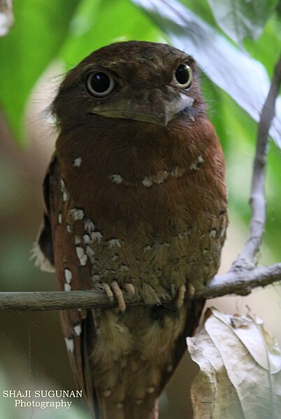 File:Sri Lankan Frogmouth.JPG