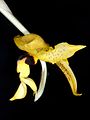 Stanhopea anfracta