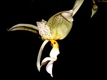 Stanhopea inodora Orchi 001.jpg