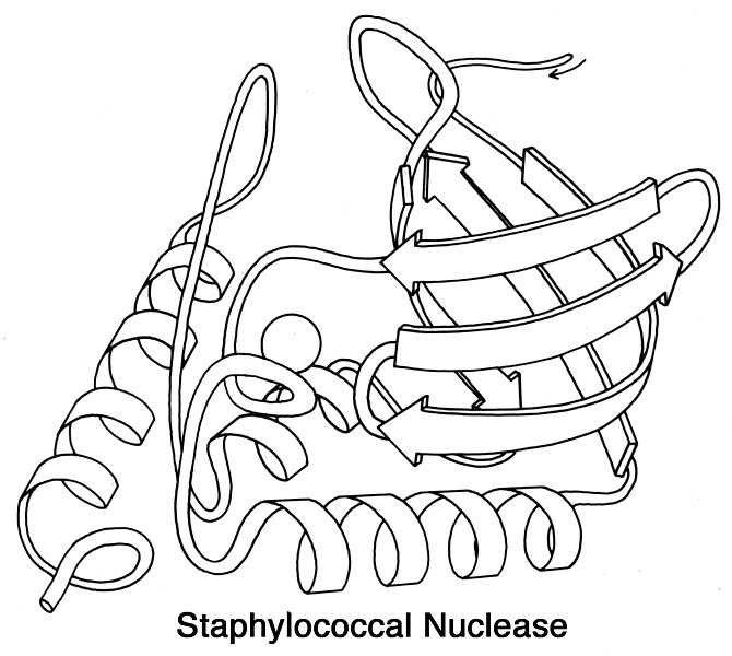 File:Staph nuclease ribbon bw.jpg