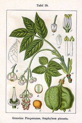 Pimpernut (Staphylea pinnata), illustration