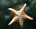 I piedi tubolari possono essere osservati in questa stella marina.