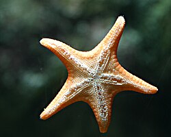 Starfishの意味 使い方 読み方 Weblio英和辞書