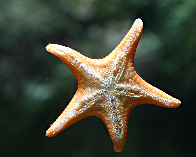starfish - Wiktionary