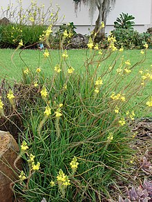 The typical shrubby growth of Bulbine frutescens (yellow-flowered form). Starr-090417-6183-Bulbine frutescens-flowering habit-Pukalani-Maui (24858946121).jpg