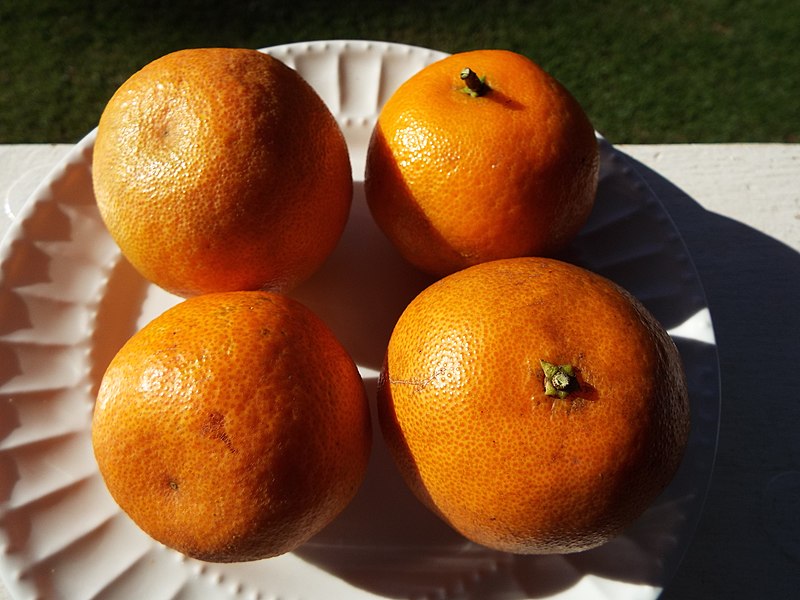 File:Starr-131204-2665-Citrus reticulata-Clementine fruit-Hawea Pl Olinda-Maui (25228268275).jpg