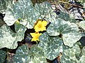 Starr-170616-0462-Cucurbita maxima-flower leaves fruit Kabocha like-Community Garden Sand Island-Midway Atoll (35552419303).jpg