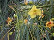 Starr 010209-0260 Parkinsonia aculeata.jpg