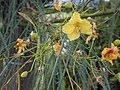 Miniatura para Parkinsonia