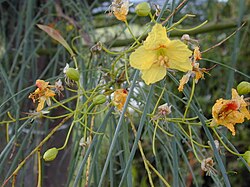 Starr 010209-0260 Parkinsonia aculeata.jpg