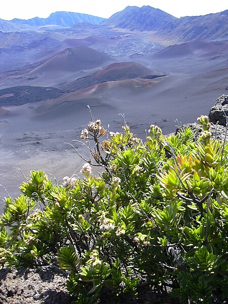 File:Starr 041016-0040 Dubautia menziesii.jpg