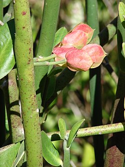 Stær 071024-9812 Pedilanthus bracteatus.jpg