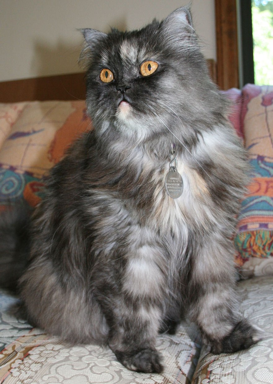 Persian Cat Wiki Thereaderwiki