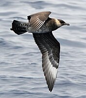 Lista Das Aves De Galicia