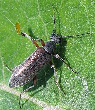<i>Stereopalpus vestitus</i> Species of beetle