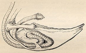 Sternum and Trachea of a young male Crane from Yarrell History of British Birds 1843.jpg