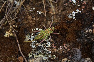 <i>Parasteropleurus</i> Genus of cricket-like animals