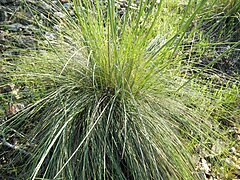 Stipa gigantea (Giant Feather Grass)