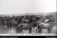 Stockhorses used at Brunette Downs c. 1935 Stockhorses used at Brunette Downs..jpg
