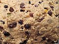 * Nomination Dough of a christmas stollen before baking --Kritzolina 20:31, 6 January 2018 (UTC) * Decline Interesting image, but not quite sharp enough for QI, imo. --Peulle 11:23, 12 January 2018 (UTC)