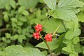 Stone Bramble - Rubus saxatilis (29448158067).jpg
