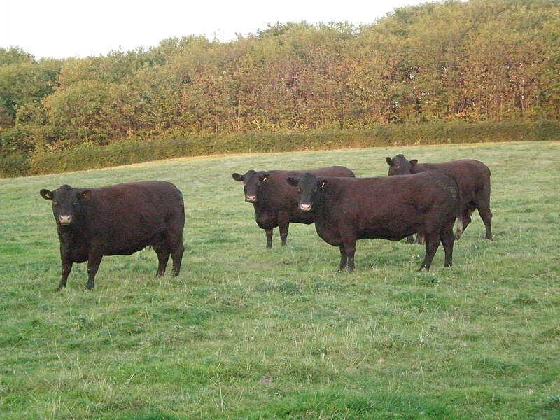 File:Sussex cows.JPG