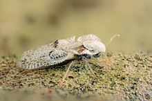 Lateral view Sycamore Lace Bug (5436984433).jpg