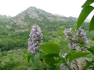 Syringa vulgaris Bulgaria 6.jpg