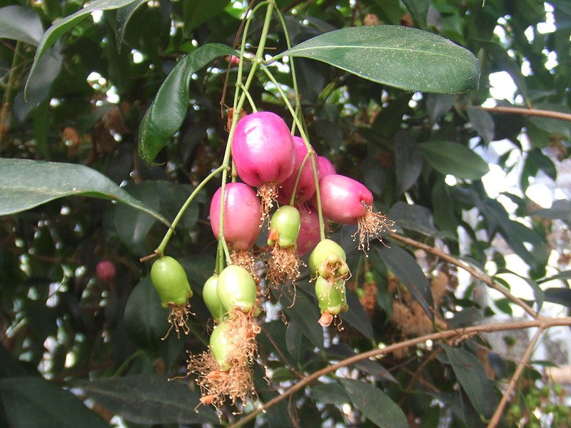 File:Syzygium oleosum4.jpg