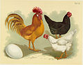 Italiener-Huhn. Gallus dom. livornensis. Leghorns. Leghorn.