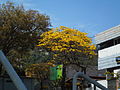 Tabebuia chrysantha