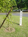 2007年5月6日 (日) 04:38時点における版のサムネイル