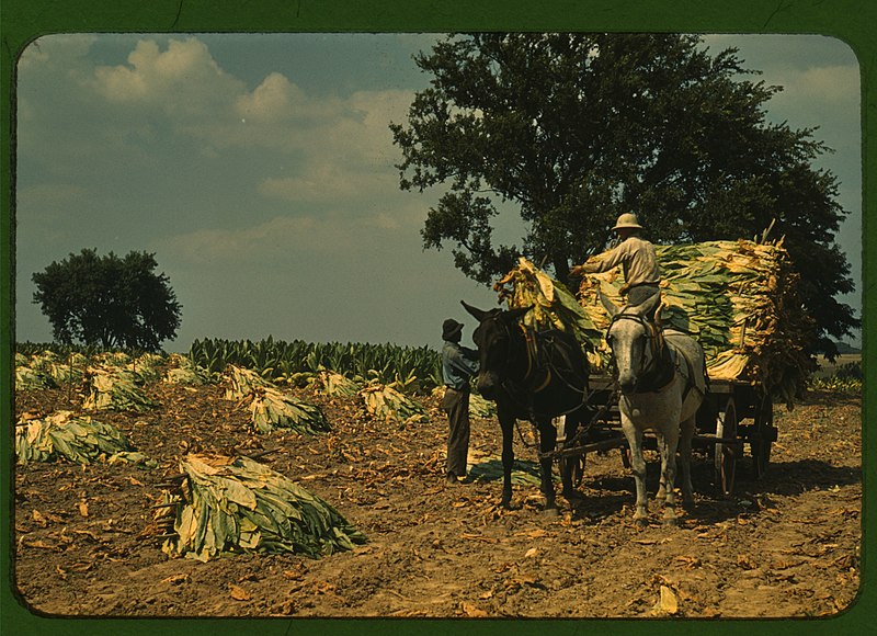 File:Taking Burley tobacco in from the fields, after it has been cut, to dry and cure in the barn, Russell Spears' farm, vicinity of Lexington, Ky. LCCN2017877539.jpg