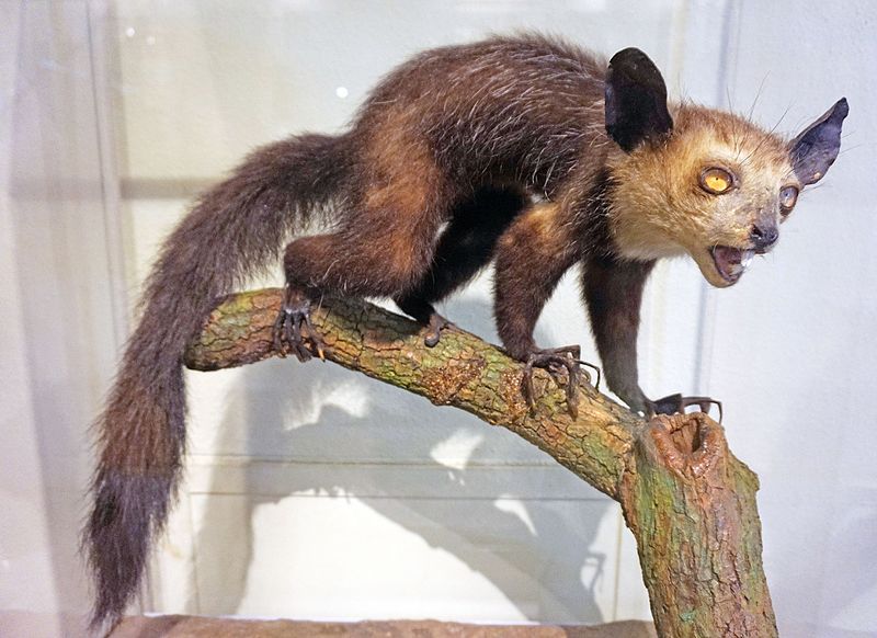 File:Taxidermied animal 2.jpg