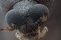 Tenebrionidae cabeza, detalles.