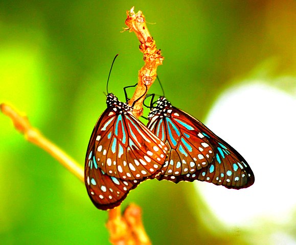 579px-Thailand_Koh_Phi_Phi_Island_Butterfly_Tirumala_Septentrionis_Septentrionis_male_and_female_(8813167512).jpg (579×480)