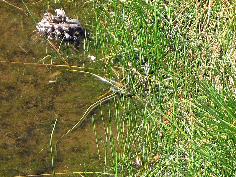 File:Thamnophis sirtalis fitchi - Valley Gartersnake - Flickr - GregTheBusker (1).jpg