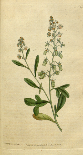 The Botanical Magazine, Plate 29 (Volume 1, 1787).png