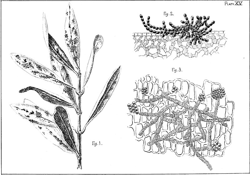 File:The Olive Its Culture in Theory and Practice - plate15.jpg