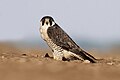 * Nomination Peregrine Falcon Falco peregrinus.I, the copyright holder of this work, hereby publish it under the following license:. By User:Shiv's fotografia --Satdeep Gill 00:51, 8 June 2024 (UTC) * Promotion  Support Good quality.--Agnes Monkelbaan 03:57, 8 June 2024 (UTC)