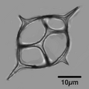 Dictyocha fibula The silicoflagellate Dictyocha fibula.png