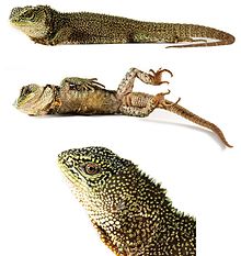 Tři nové druhy dřevorubců (Hoplocercinae-Enyalioides) -od-severozápad-Jižní-Amerika-zookeys-494-107-g005.jpg