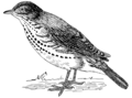 Thrush 2 (PSF).png