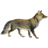 Tibetan sand fox illustration, transparent background.png