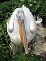 *Nomination Tiergarten Schönbrunn, Dalmatian Pelican. --Aconcagua 10:11, 25 August 2007 (UTC) *Review A bit overexposed (good whites are notoriously difficult) and also a bit noisy in the darker parts. Lycaon 20:06, 31 August 2007 (UTC)