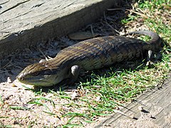 Tiliqua scincoides (1) .jpg