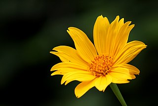 <i>Tithonia diversifolia</i> species of plant